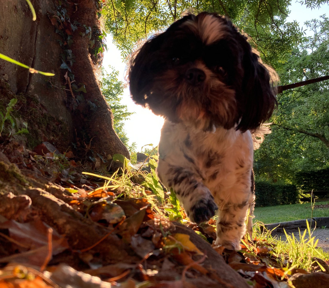 Comment préparer votre chien pour les balades en automne ?