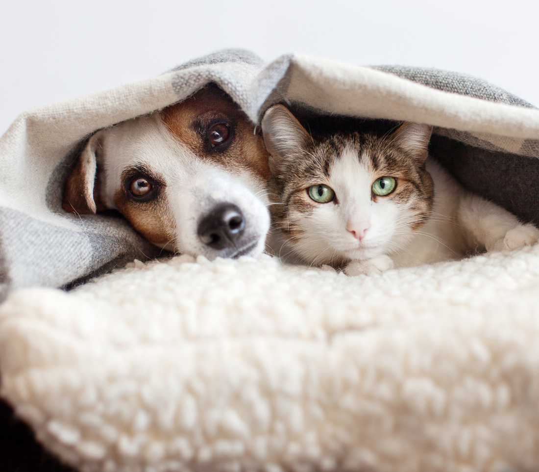 Quel prénom donner à son chien ou son chat en 2025 ? Découvrez notre sélection coup de cœur avec la lettre A !