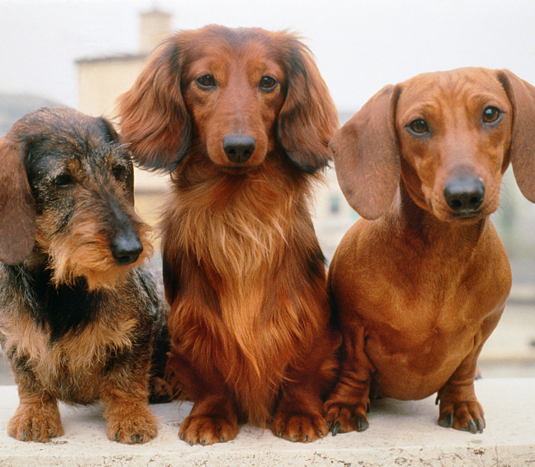 Le teckel : tout savoir sur ce petit chien au grand cœur