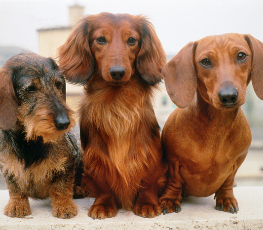Le teckel : tout savoir sur ce petit chien au grand cœur