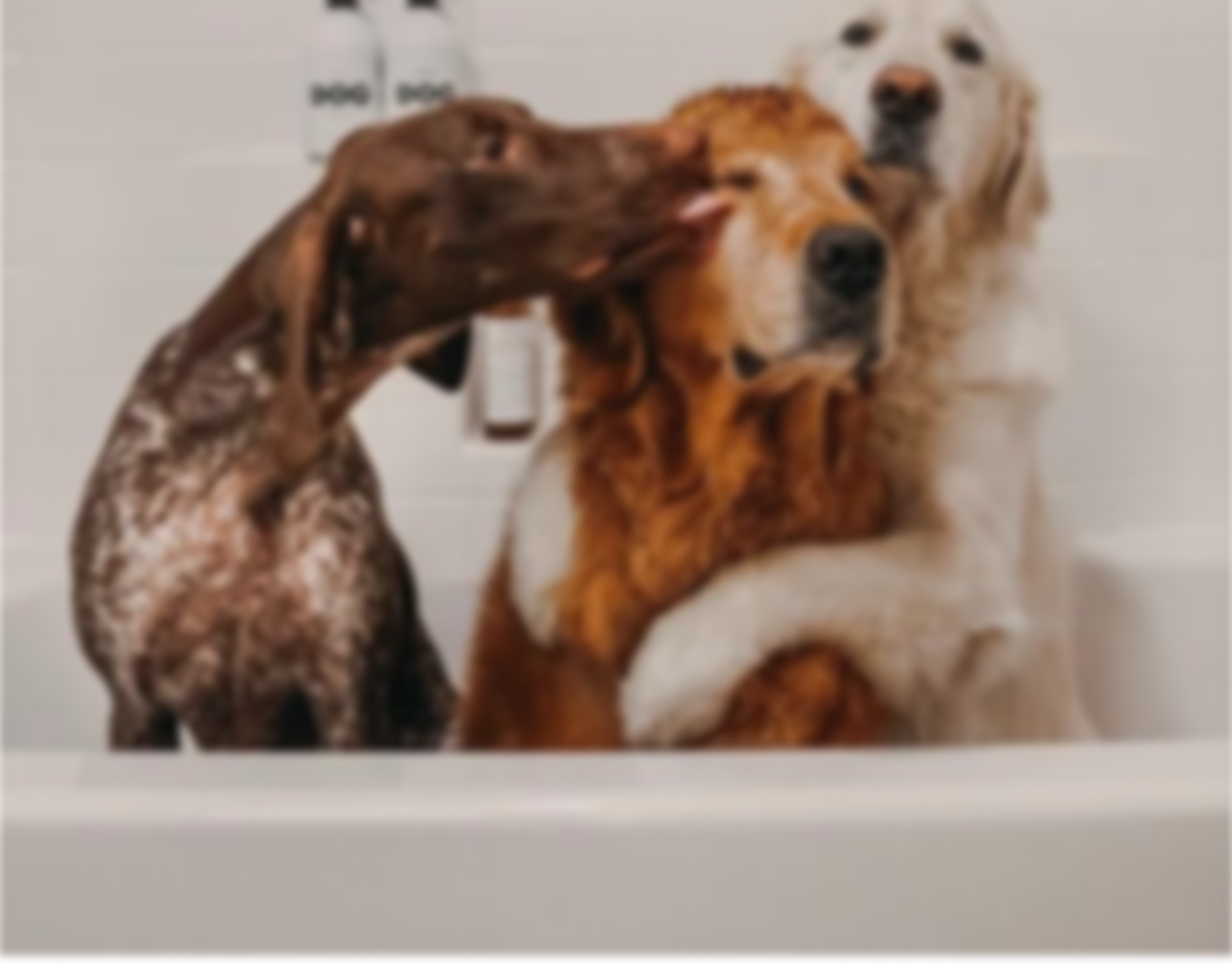 Nos produits chiens & chiots