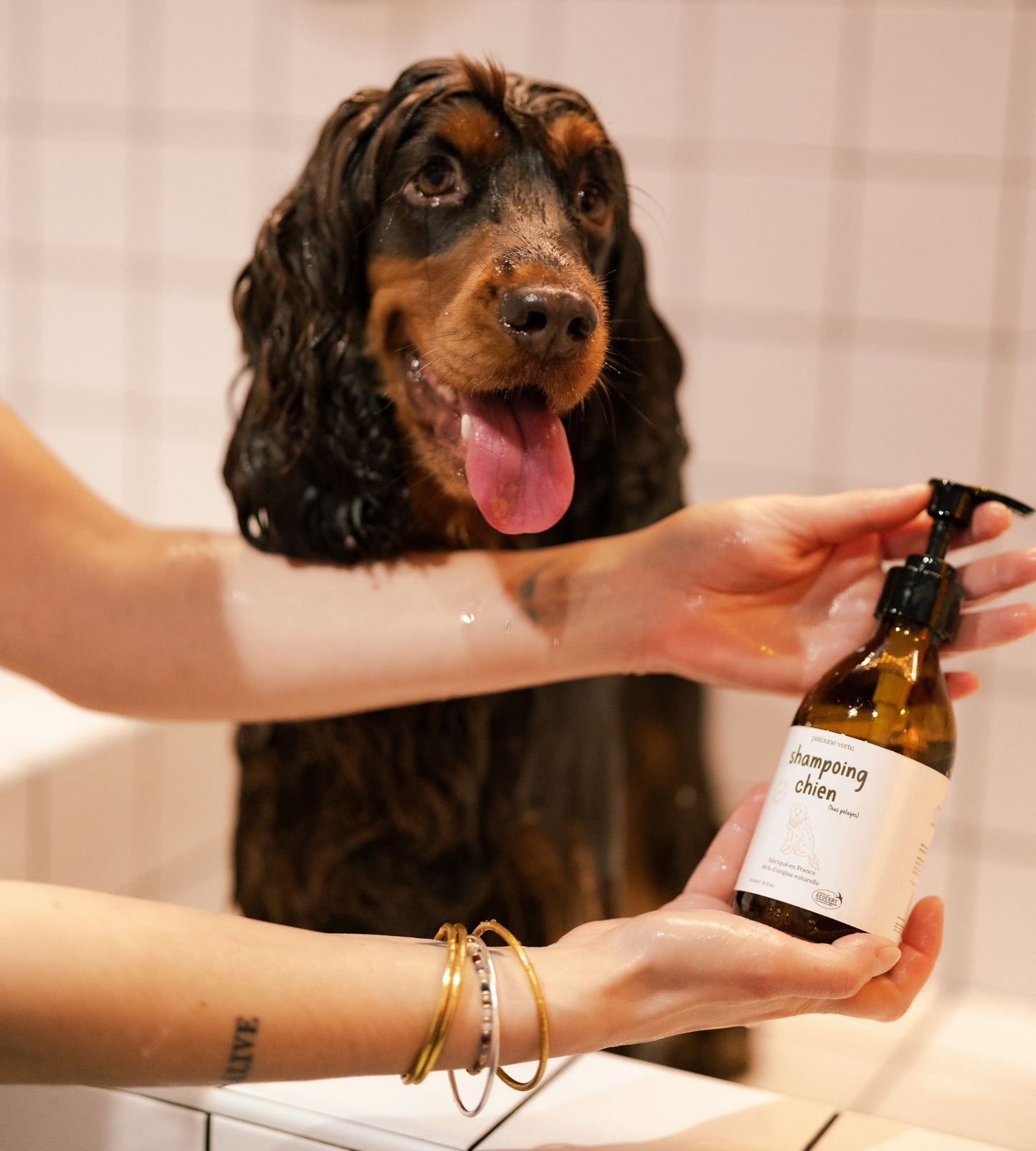 shampoo for all coats