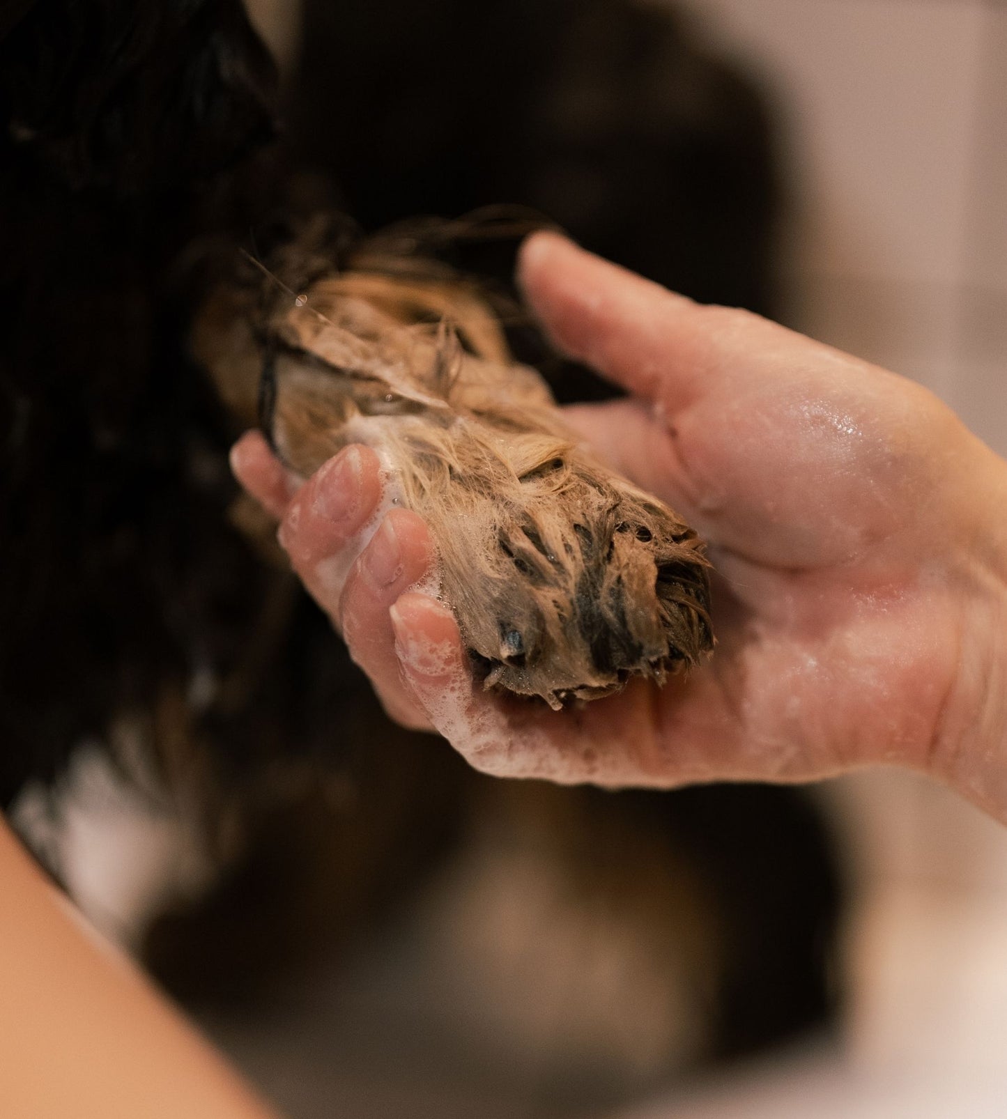 shampoo for all coats