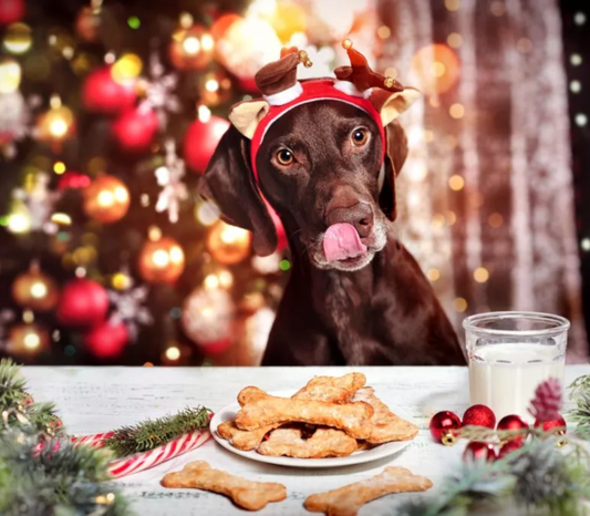 Le repas de Noël : comment inclure votre animal sans danger ? 🎄🐾