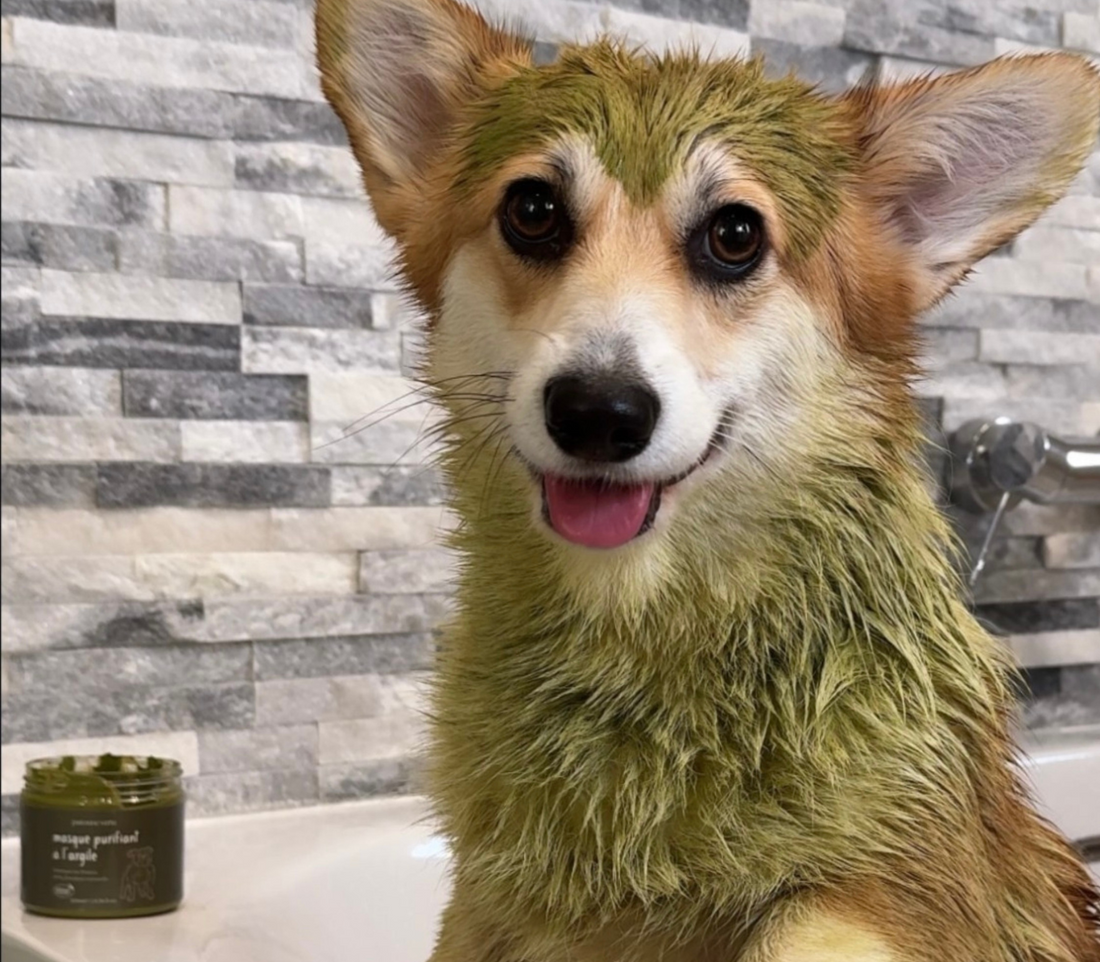 Pourquoi faire un bain purifiant à son chien après l’hiver ?