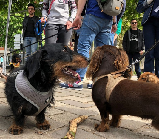 Paris Sausage Walk infos 2024