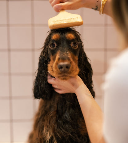 grooming card