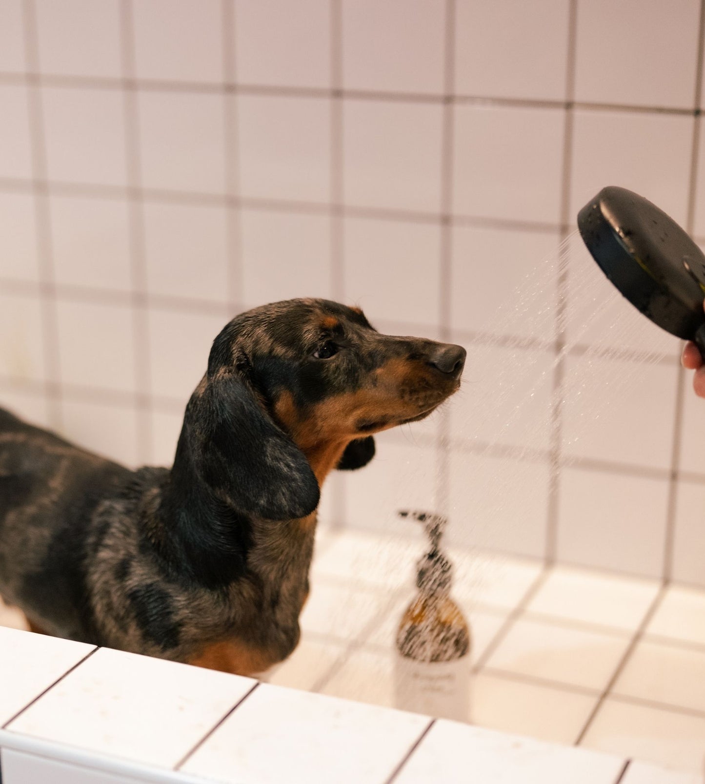 puppy shampoo